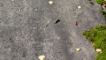 Miniatyrbilde av versjonen fra 11. sep. 2016 kl. 19:33